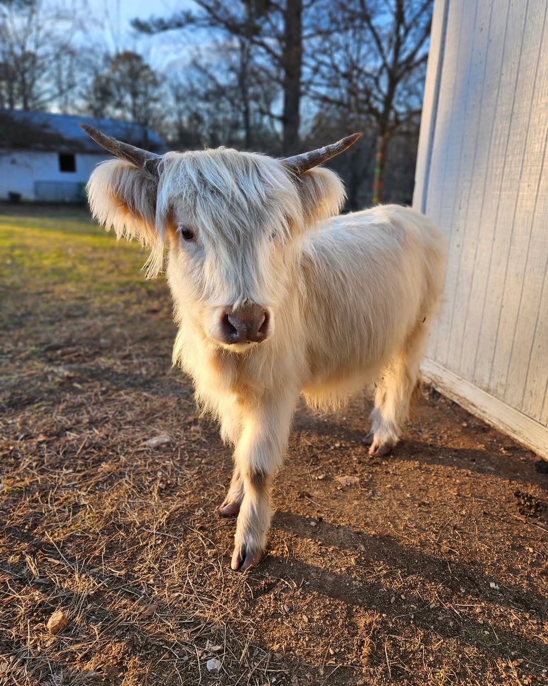 Baby Brie - Image 2